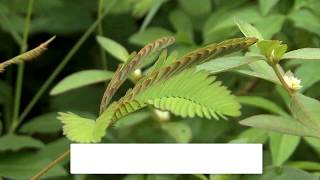 الهرمونات النباتية و استجابات النبات 2-2