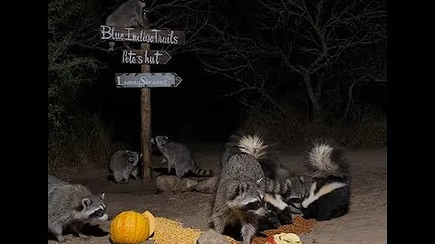 BlueIndigoTrails is live!🍎🎃🦝🌘