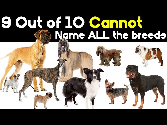 Can you guess Canberra's most popular dog breed? The answer might surprise  you