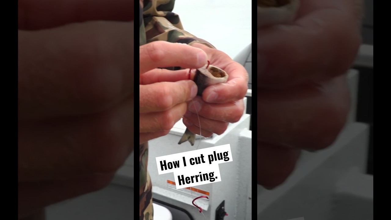 How I Cut Plug Herring 🎣 