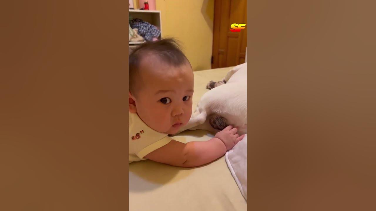 cat-eat-fish-cute-animals-and-pets-baby-animals-funny-animals
