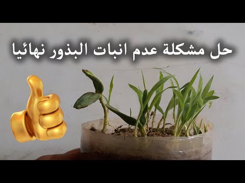 فيديو: لم يفت الأوان أبدًا: شراء البذور عبر الإنترنت