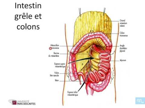 Vidéo: Anatomie, Diagramme Et Fonction Du Côlon Ascendant - Cartes Corporelles