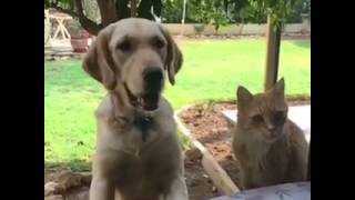 Cat tries to steal dogs treat, paw gets caught | CONTENTbible