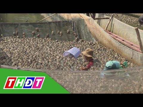 Video Tháp Mười - Đồng Tháp: Giá ếch tăng nhưng người nuôi... - youtube