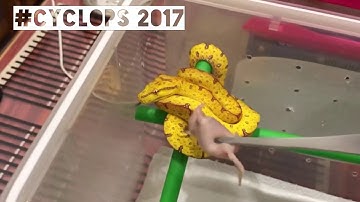 #Cyclops #Greentreepython 2017