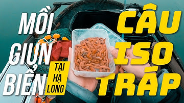 Mồi GIUN BIỂN câu ISO cá TRÁP tại Hạ Long | ISO FISHING