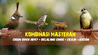 Kombinasi Masteran | Cigun - Belalang Emas - Cililin - Kapas Tembak