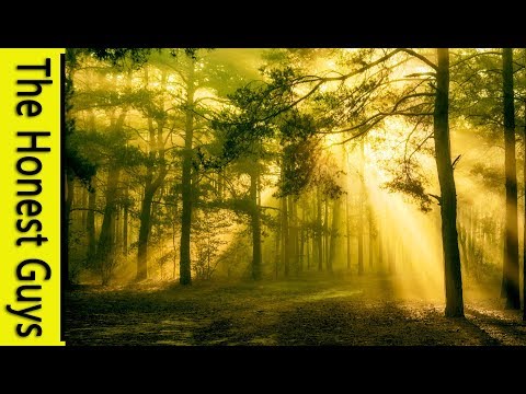 Relaxing Forest & Nature Sounds: The Forest Of Lorne | Study, Relaxation, Sleep