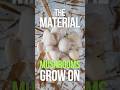 What is MUSHROOM SUBSTRATE? | GroCycle #shorts