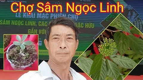 Chợ Sâm Ngọc Linh Kon Tum tại huyện Tu Mơ Rông _Hoàng Việt TV1 0965.895.207