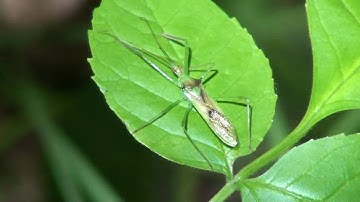 Assassin Bug (Reduviidae: Zelus) Female on Leaf