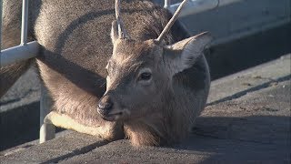 シカ　角　北海道 Yahoo!オークション - 北海道産 蝦夷シカ角 特大サイズ（302