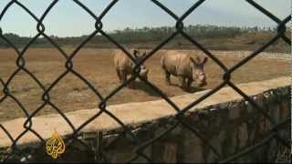 China conservationists alarmed by rhino farms