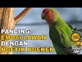 Pancingan Lovebird Ngekek Panjang Ampuh Bikin Labet Apapun Respon Ngekek Ngetik panjang