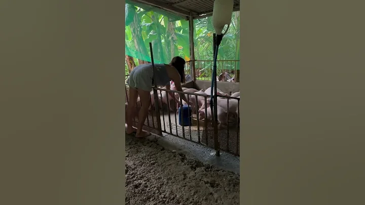 piglets feeding #hogfarming #pig #hogger #pigbreeding #animals #pigfarming #farming #piggy