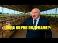 «Куда пропали коровы?» - Лукашенко усторил разнос на ферме