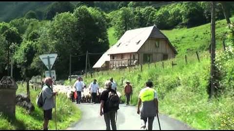 MON BEAU CANTAL 31 TRANSHUMANCE MOUTONS ST CIRGUES ST JULIEN 2012.