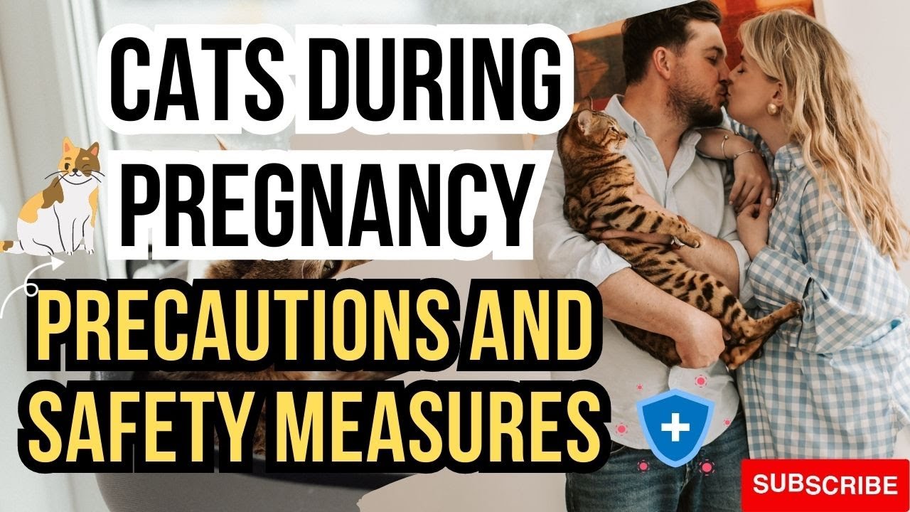 Cats During Pregnancy,Precautions and Safety Measures YouTube