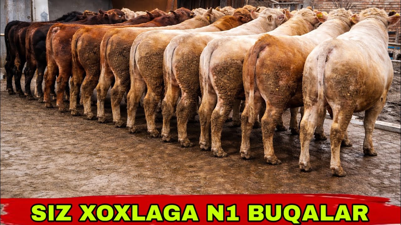 ANGUS AVLIKOL LIMUZING BUQALAR KELDI✅✅✅2 марта 2026 г.