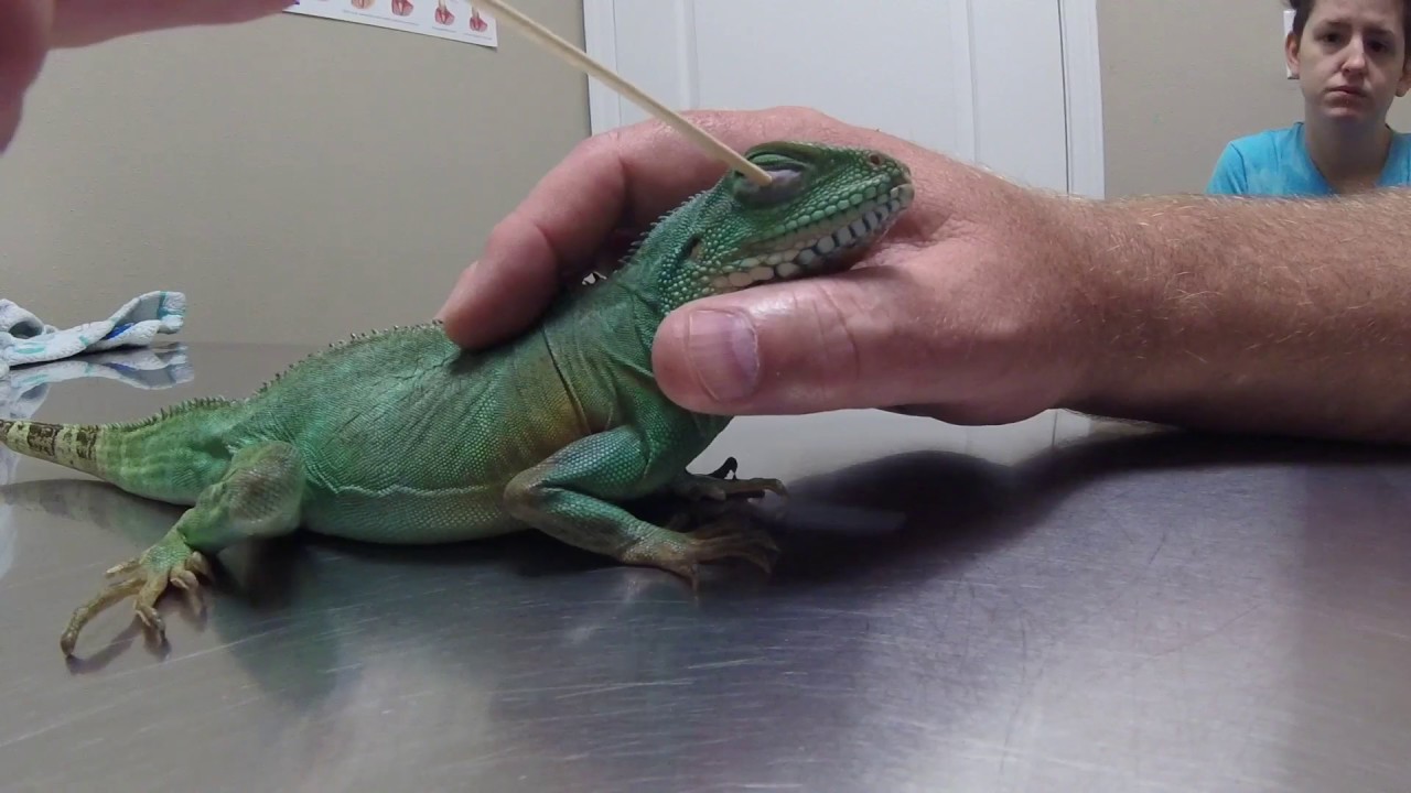 Gravid Chinese Water Dragon With Very Fine Bedding Conjunctivitis YouTube
