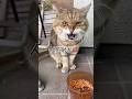 日本で1番、演歌の似合う猫#演歌#ビクッ