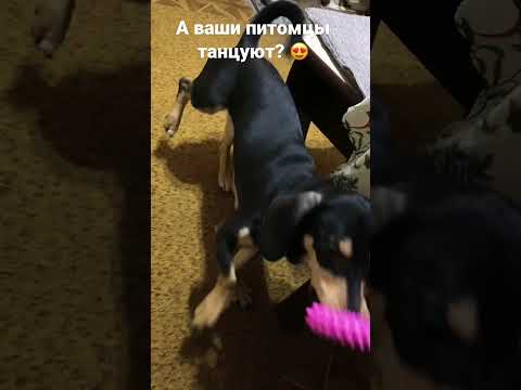 Такса гарцует, как