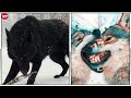 Husky Labrador | El Perro Nórdico más PODEROSO que fue OLVIDADO