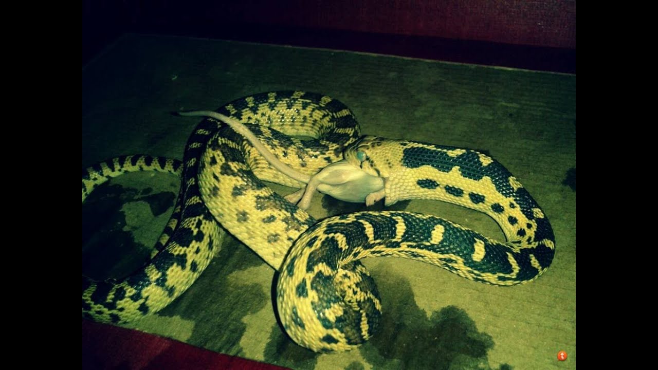 petco hours Gopher Snake Feeding