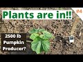 Ep #4 Trying to grow a 2500lb Giant pumpkin, transplanting, soil test analysis, meeting with friends