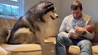 Alaskan Malamute Meets Newborn Baby! And The Cat Too!! (So Cute!!)