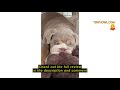 Review Drydiet PVC Pet Crate Floor Protection Mat 32" x 50" XXL Washable Floor Covering Reusable Wat
