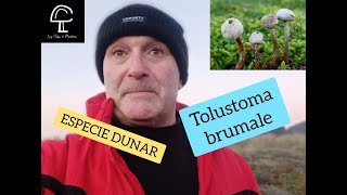 Especie Dunar Tolustoma brumale