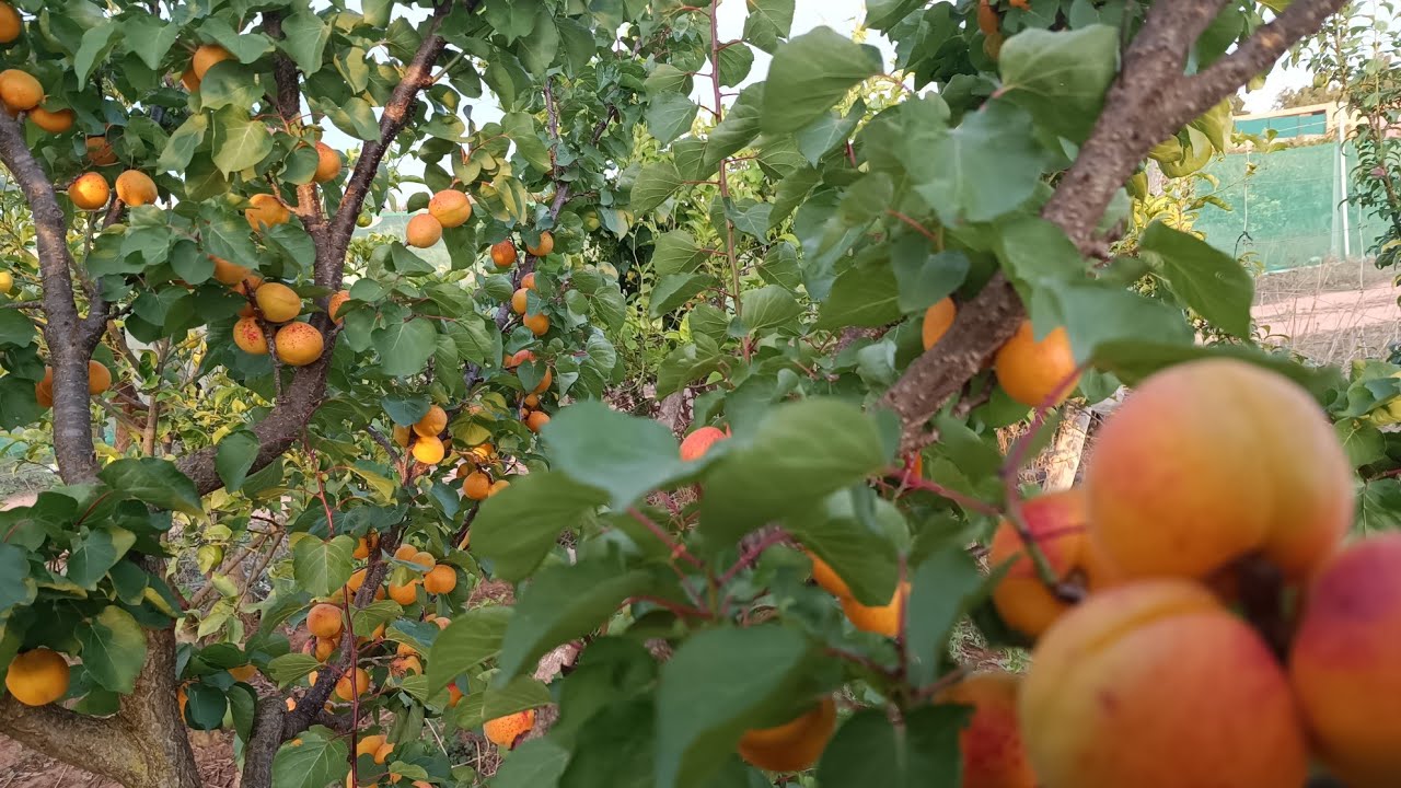 مزرعة للبيع قرب مدينة الرباط 15 دقيقة من الرباط مساحة 1/5هكتار محفضة