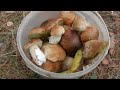Белые грибы 2020, Гладковка, Херсонская область.