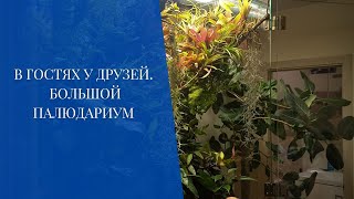 В гостях у друзей. Большой палюдариум