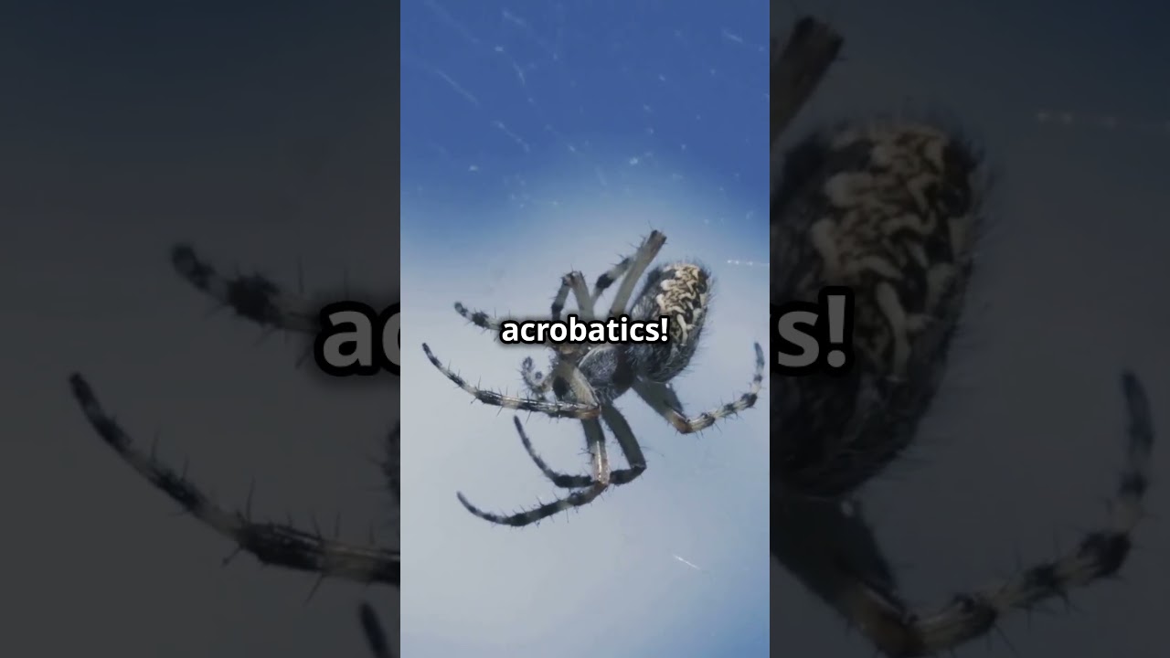 THE MYTH OF WINGED SPIDERS 🕷️🦇