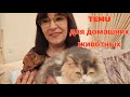 TEMU для домашних питомцев, мой маленький комочек счастья МИКИ вернулся, РЕИНКАРНАЦИЯ