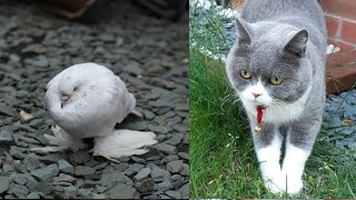 Cat vs White Pigeon - British Shorthair Coco with Pigeon by Furry Friend Coco 692 views 2 years ago 2 minutes, 7 seconds