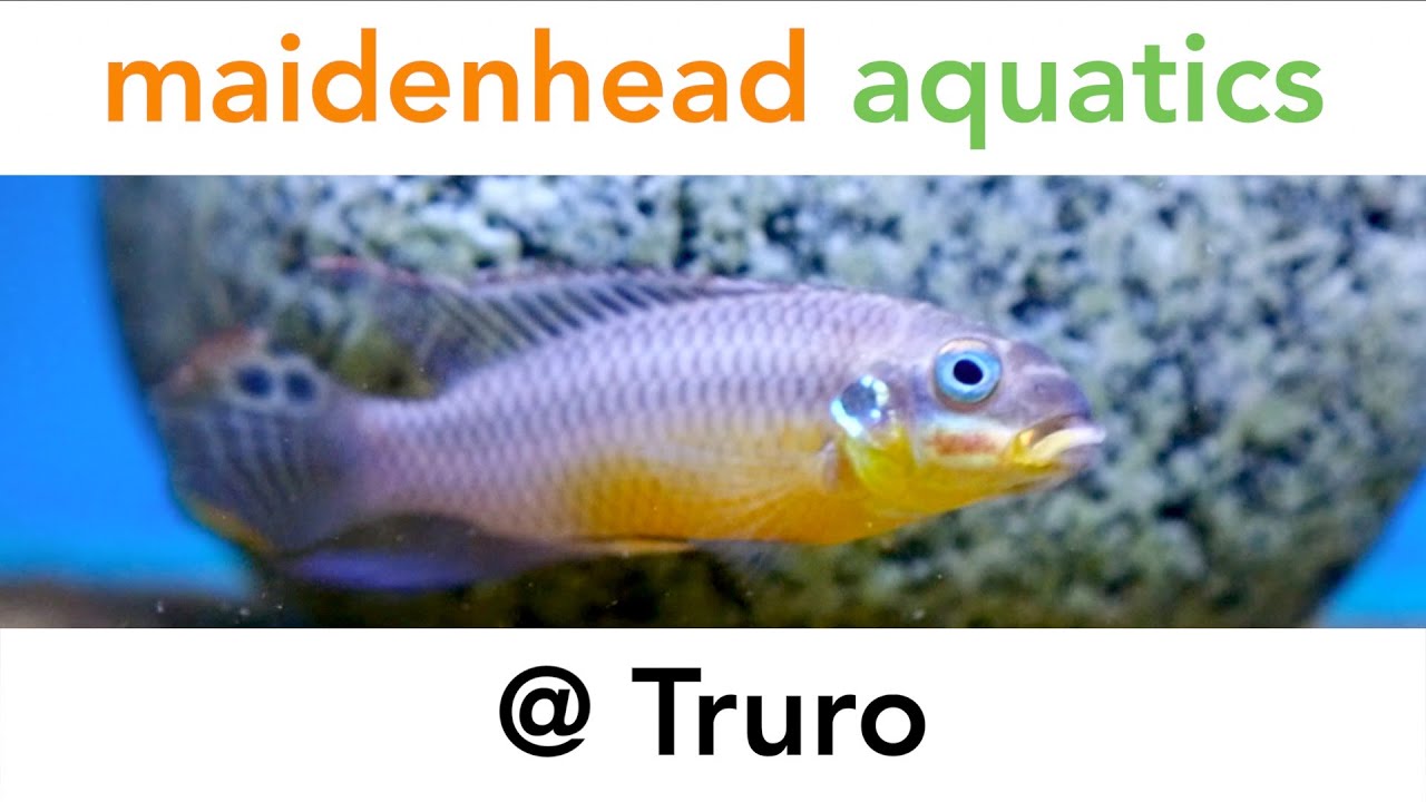 Maidenhead Aquatics @ Truro