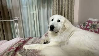 【ルンルンの裏庭】なかなか番犬へ行かないリリー