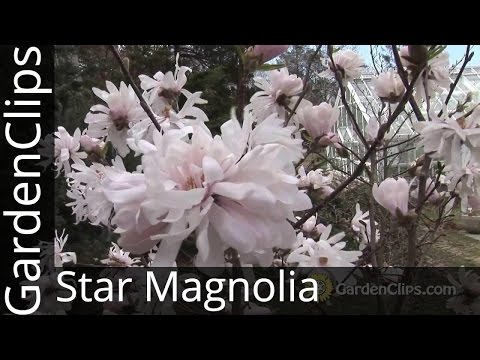 Video: Magnolia trætyper - Lær om almindelige sorter af magnolia træer