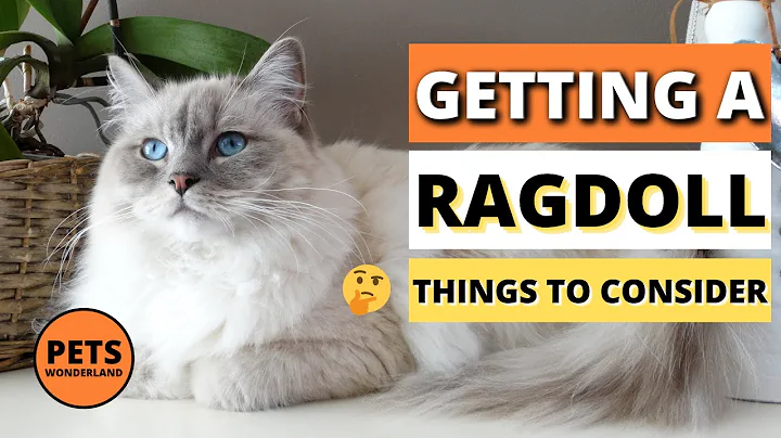Getting a Ragdoll? 🤔😺 | THINGS TO CONSIDER | Cat Breeds