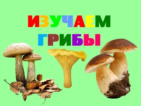 Изучаем грибы. Названия грибов. Стихи про грибы для детей. Обучающее видео для малышей