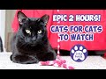 Cats for cats to watch  epic 2 hours cats  cats playing  valentines day for cats