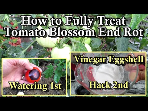 Video: Waarom Peppers Bottom Rot - Pepper Blossom End Rot