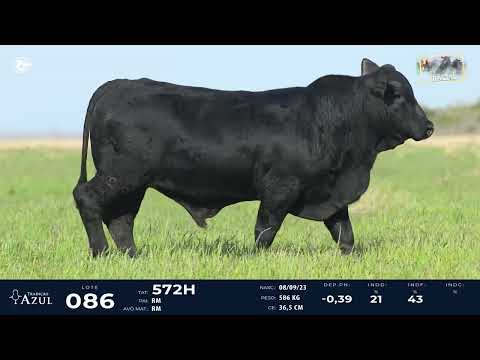 LOTE 86   TAT 572H M Brangus