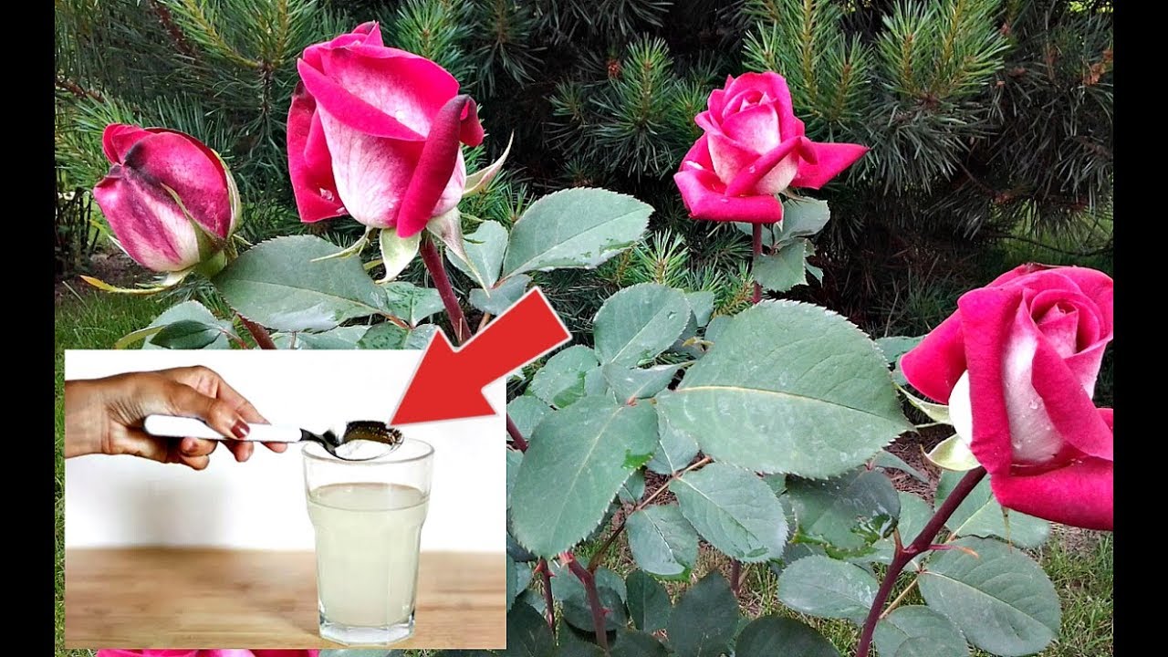 Ни одна подкормка для роз не сравнится с этой! Чем подкормить розу в период цветения?