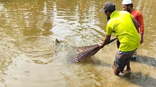 Big Fish Catching Using by Cast Net in The Beautiful Village Pond