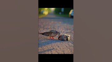 قران كريم راحه نفسيه #اكتب_شي_تؤجر_عليه #تلاوة_خاشعة #اجمل_صوت_قرآن_كريم